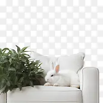 全国懒惰日-全国懒惰日兔子白沙发植物
