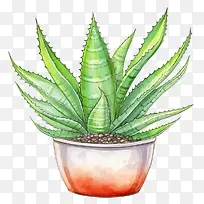 芦荟-芦荟