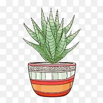 芦荟-芦荟