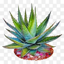 芦荟-芦荟