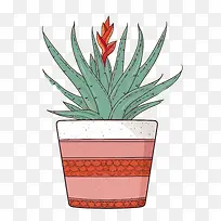 芦荟-芦荟