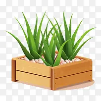 芦荟-芦荟