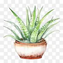 芦荟-芦荟