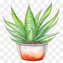 芦荟-芦荟