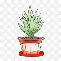 芦荟-芦荟