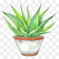 芦荟-芦荟