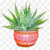 芦荟-芦荟
