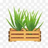 芦荟-芦荟