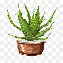芦荟-芦荟