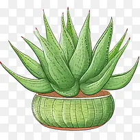 芦荟-芦荟