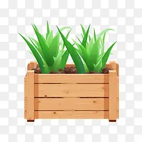 芦荟-芦荟