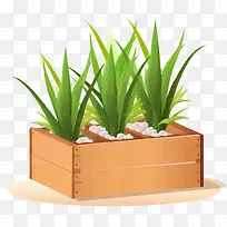 芦荟-芦荟