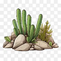 多肉植物-仙人掌