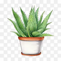 芦荟-芦荟