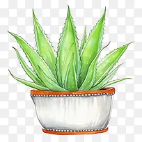 芦荟-芦荟