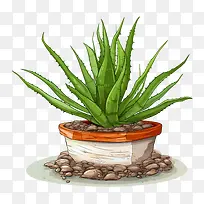 芦荟-芦荟