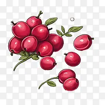 蔓越莓-蔓越莓樱桃果红色成熟