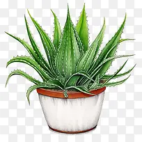 芦荟-芦荟
