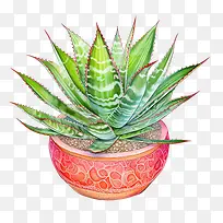 芦荟-芦荟