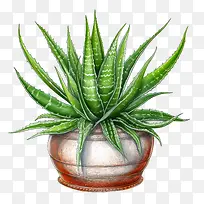芦荟-芦荟