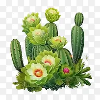 多肉植物-仙人掌