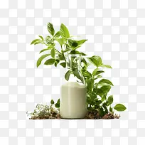 世界植物奶日-世界植物奶日牛奶玻璃瓶薄荷草本