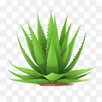 芦荟-芦荟