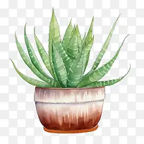 芦荟-芦荟