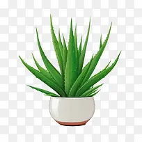 芦荟-芦荟