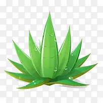 芦荟-芦荟