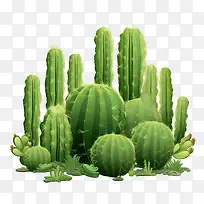 多肉植物-仙人掌