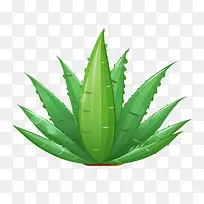 芦荟-芦荟
