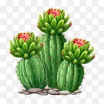 多肉植物-仙人掌