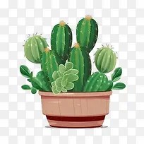 多肉植物-仙人掌