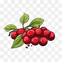 红蔓越莓-红蔓越莓红色浆果浆果水果食品
