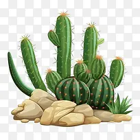 多肉植物-仙人掌