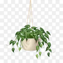 带盆的悬挂植物-藤蔓