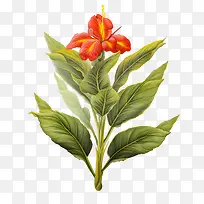 美人蕉-红色的花