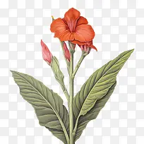美人蕉-美人蕉橙色花朵华丽绽放充满活力的花瓣充满活力的色彩