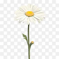 雏菊花-雏菊花