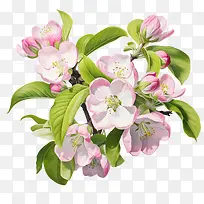 苹果花-苹果花花苹果花枝