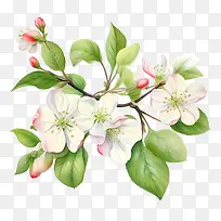 苹果花-苹果花苹果花树枝开花开花