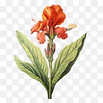 美人蕉-美人蕉天竺葵花红茎