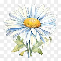 雏菊花-雏菊花