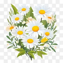 雏菊花-雏菊花