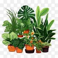 室内植物鉴赏日——龟背竹