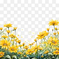 黄色的花朵-向日葵