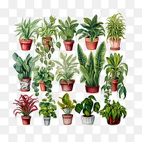 室内植物欣赏日-室内植物欣赏日绿色植物盆栽品种