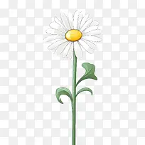 雏菊花-雏菊花