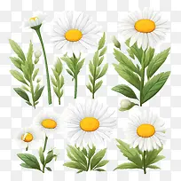 雏菊花-雏菊花